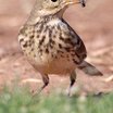 American Pipit